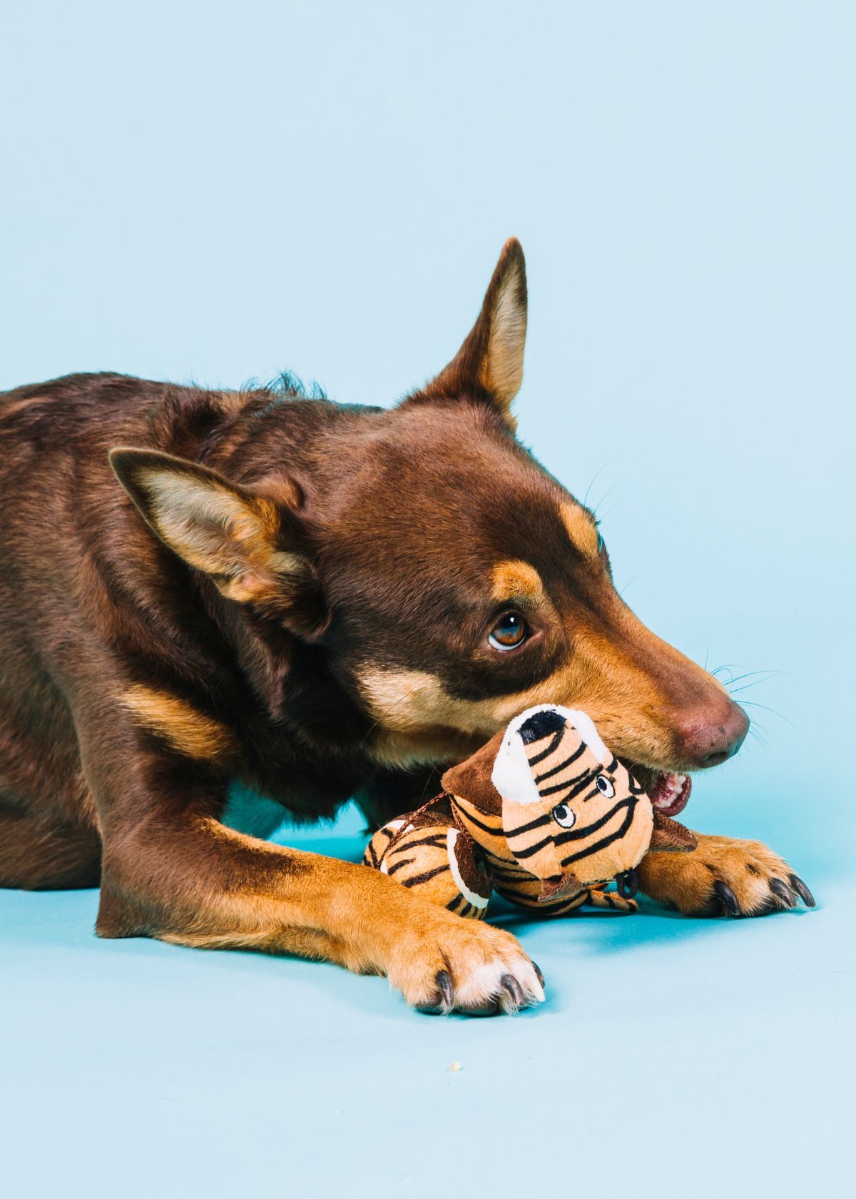 How to Shop for a Blind Dog on Amazon!