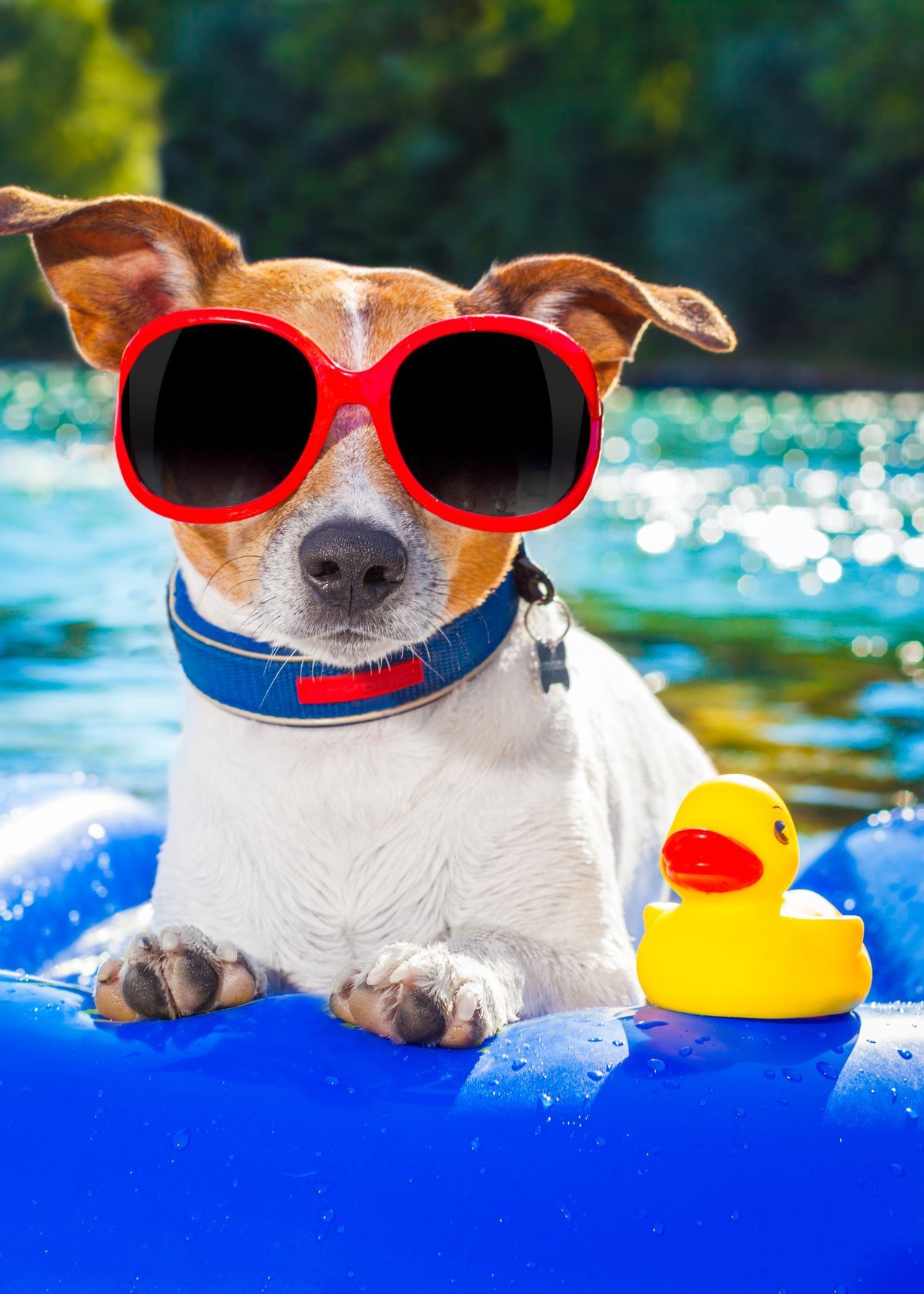 Water Toys For Dogs