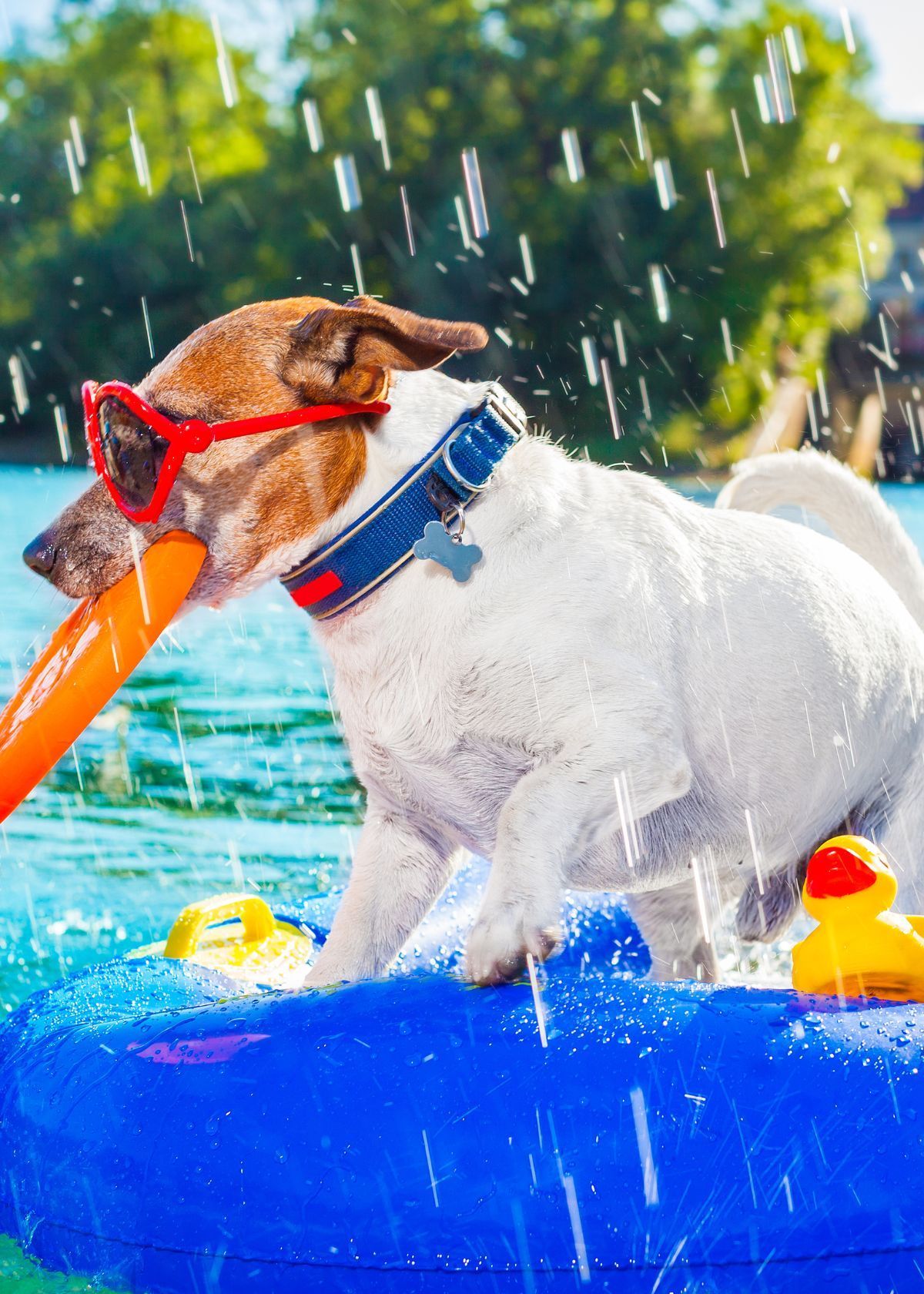 Why You Should Buy Your Dog Water Toys on Amazon Today!