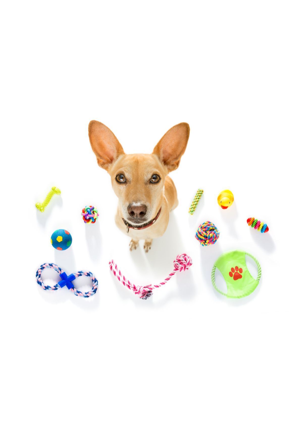 The Benefits of Purchasing Water Dog Toys on Amazon!
