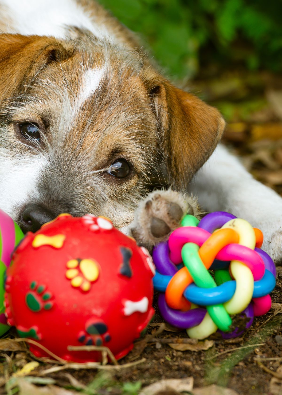 Get Ready to Make Fido’s Day with Water Dog Toys from Amazon!