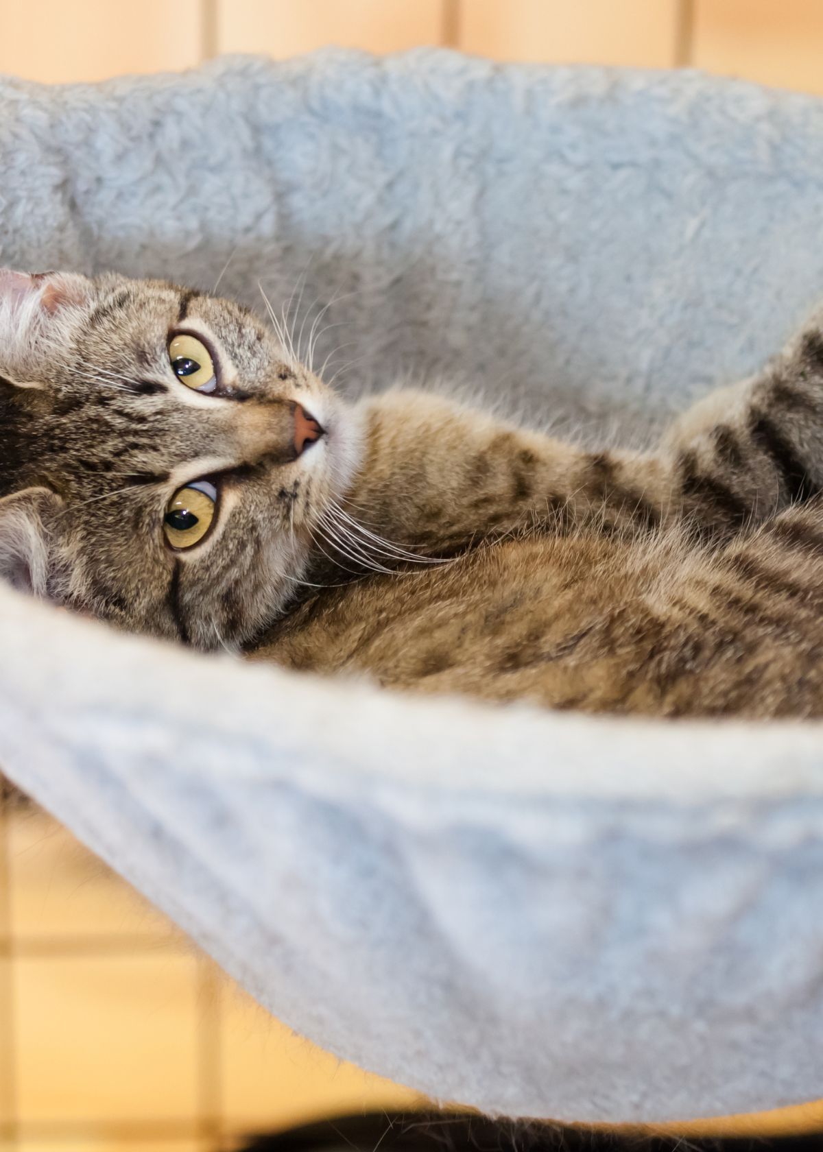 Get Your Cat the Best Seat in the House!