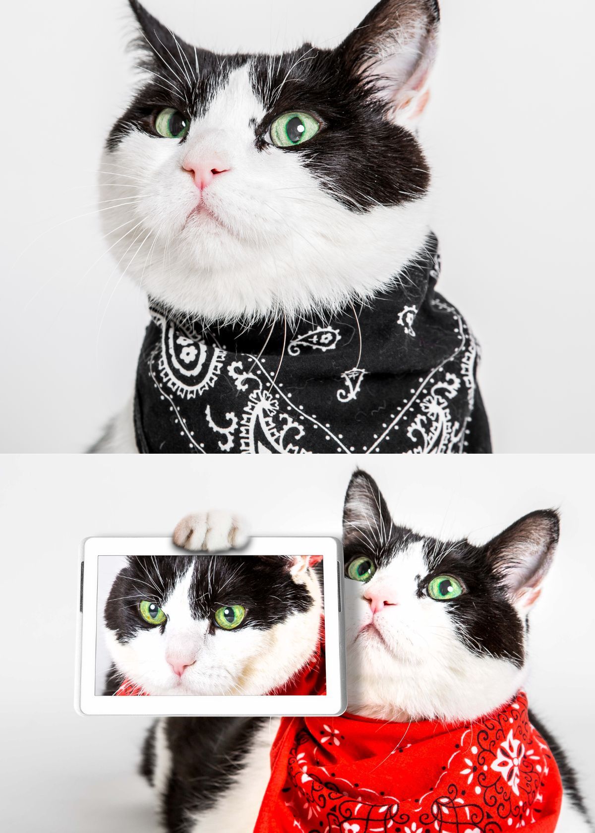 Look Fabulous with a Cat Bandana Collar on Amazon!
