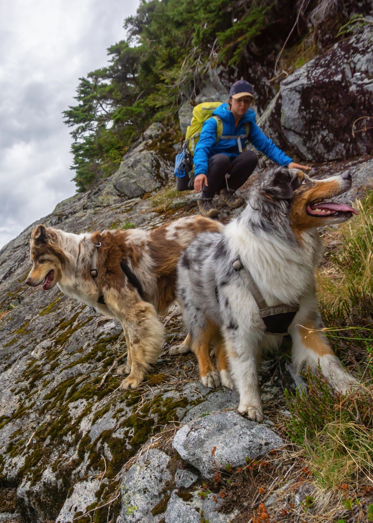 Best Hiking Harnesses