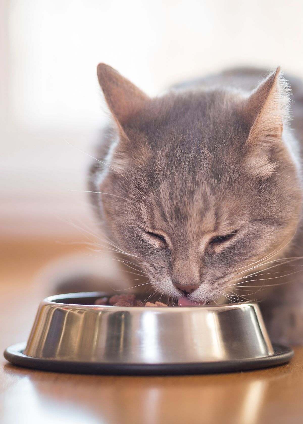 Why Buying a Slow Eating Cat Bowl on Amazon is Purrfect!