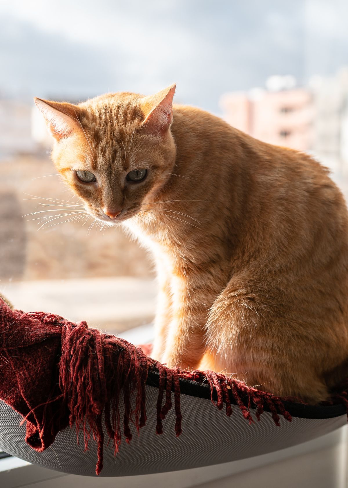 The 6 Best Window Cat Hammocks For Your Feline Friend!