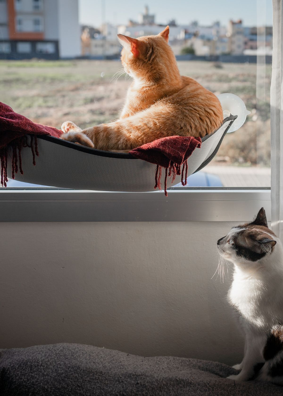 Is a Window Cat Hammock Worth It?