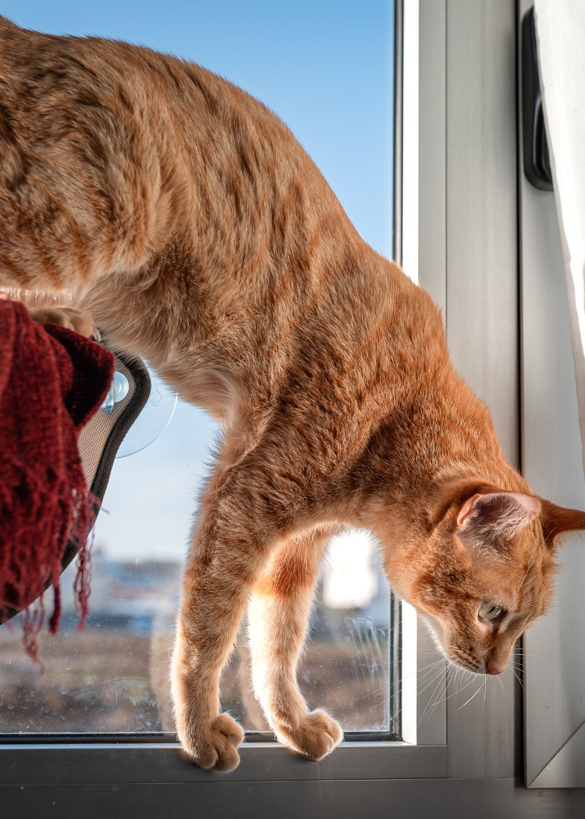 Best Window Cat Hammocks