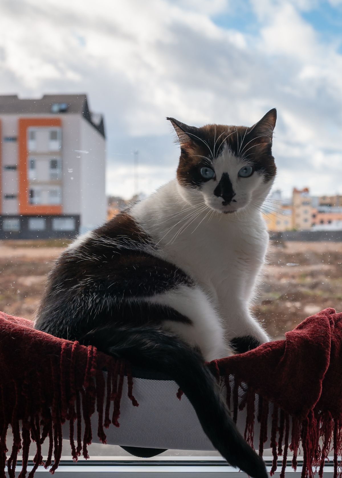 Keeping Your Furry Family Member Hanging Around With a Window Cat Hammock!