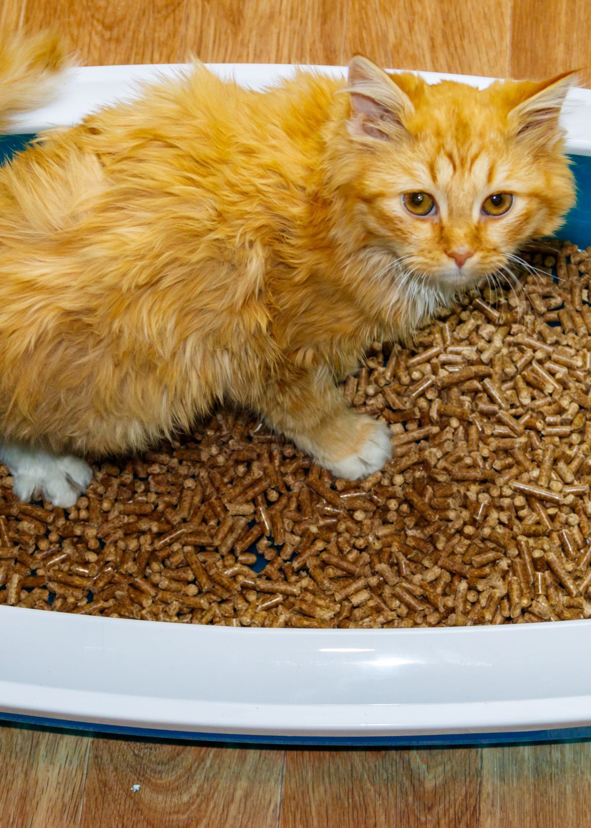 Keep Your Home Smelling Fresh All Day Long with Biodegradable Cat Litter from Amazon!