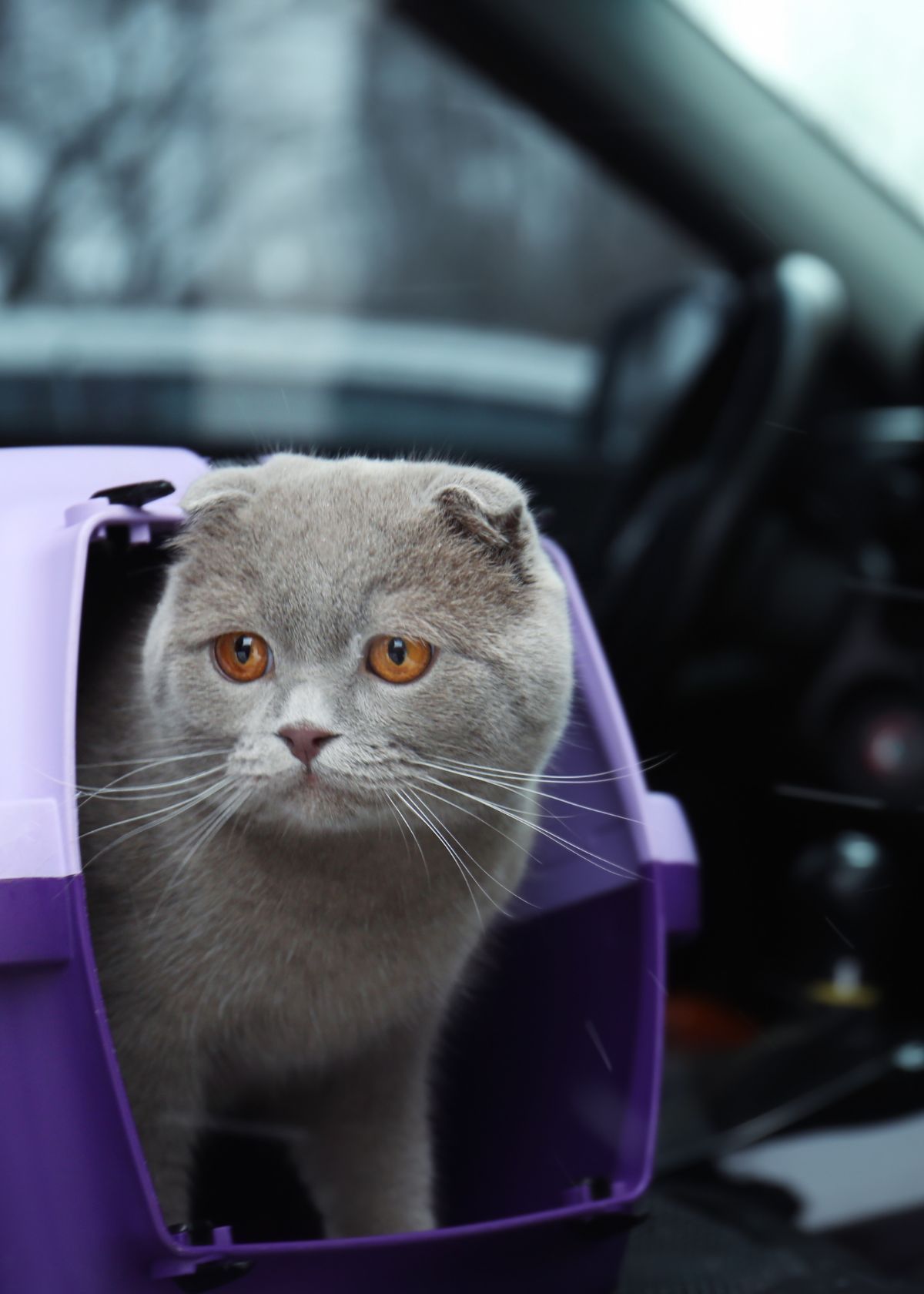 Should You Buy a Cat Car Seat Carrier?