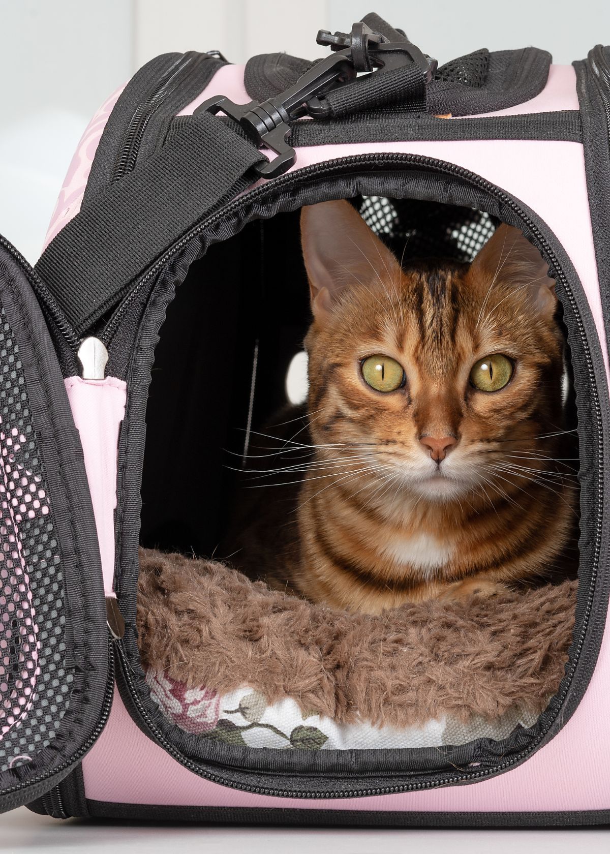 Is Buying a Cat Car Seat Carrier on Amazon Right for You?