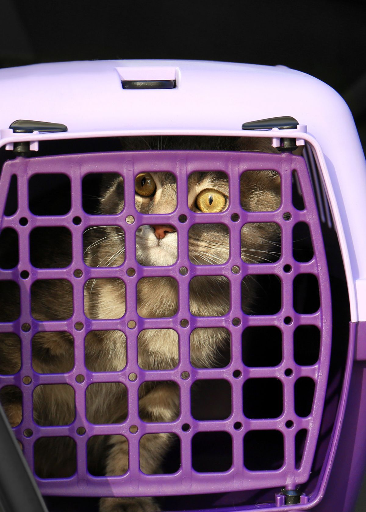 The Benefits of Purchasing a Cat Carrier on Amazon!