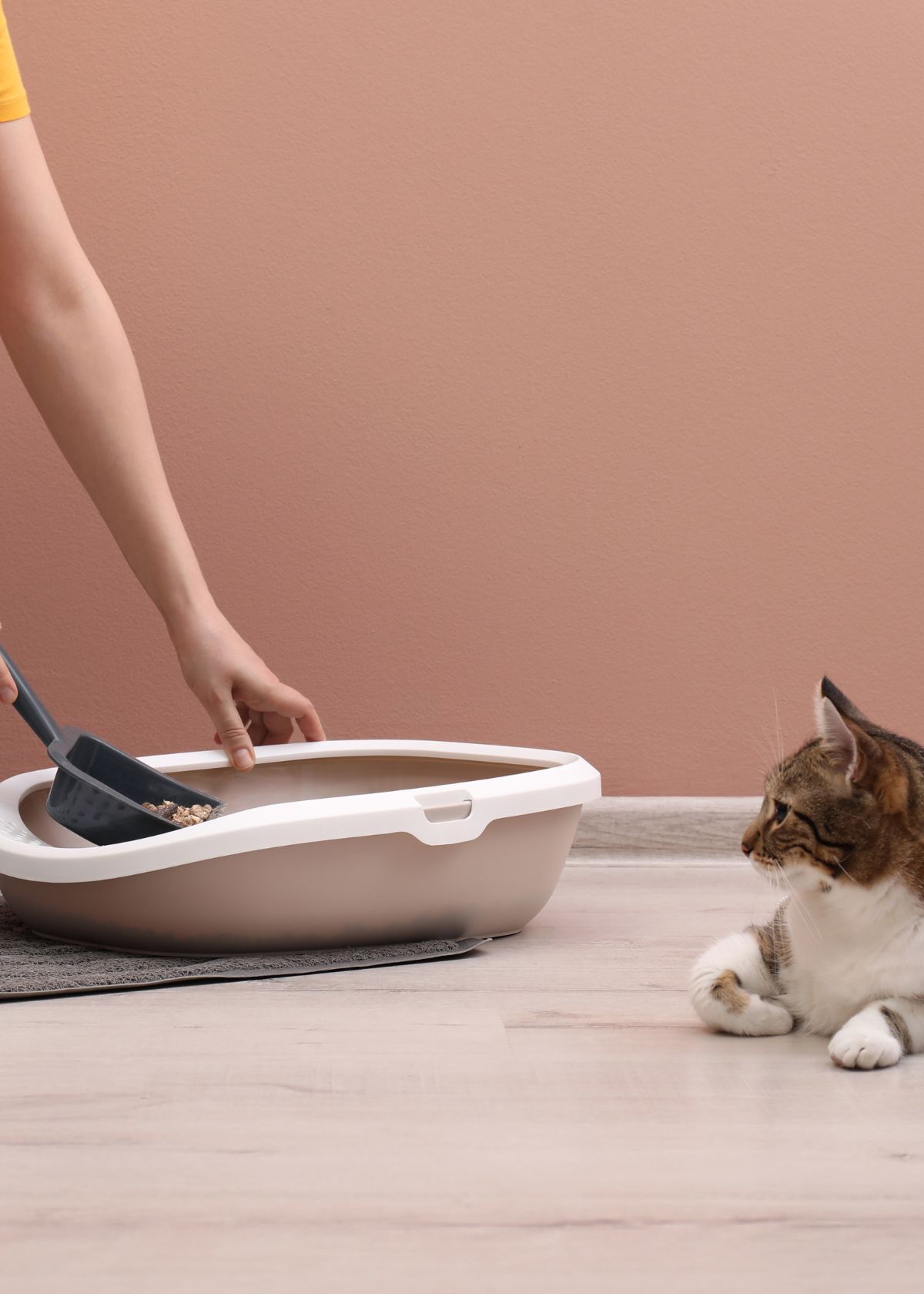 Why Buying a Cat Scooper with Bag on Amazon is a Great Idea!