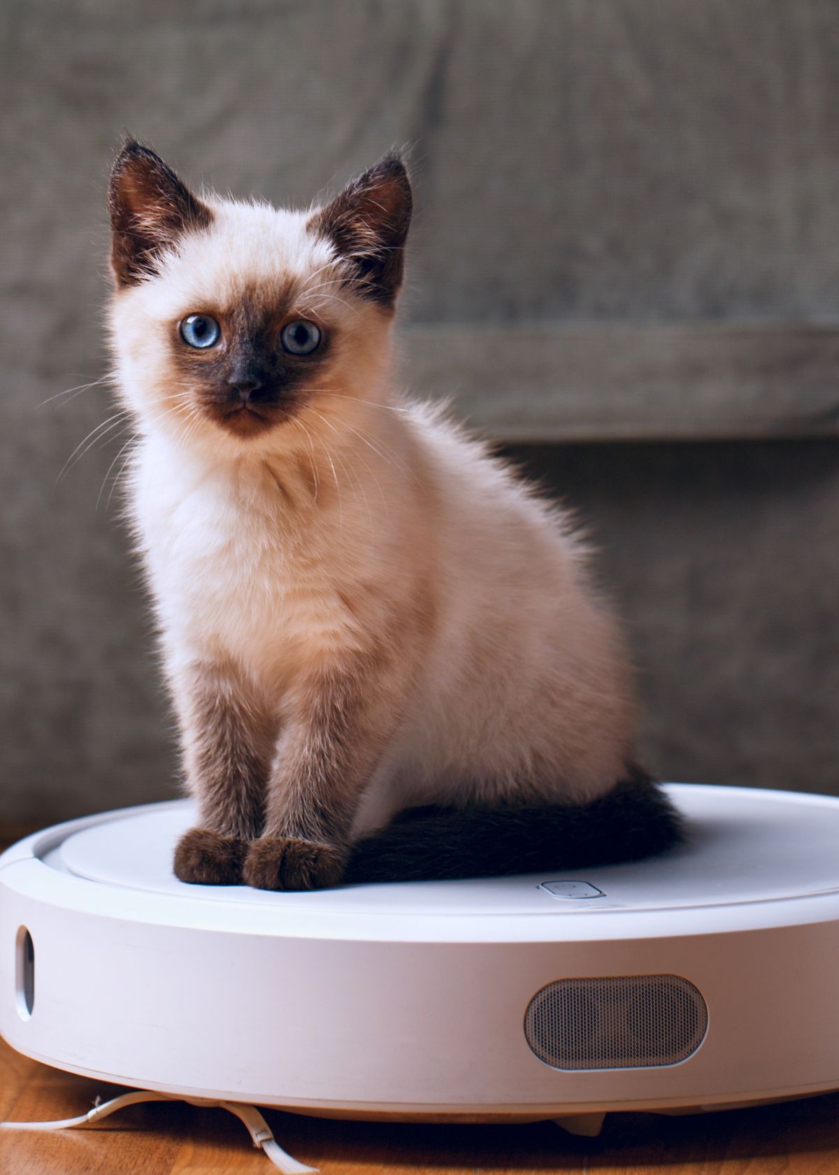 The Cat's Out of the Bag: Upgrade Your Cleaning Game with a Cat Litter Vacuum!