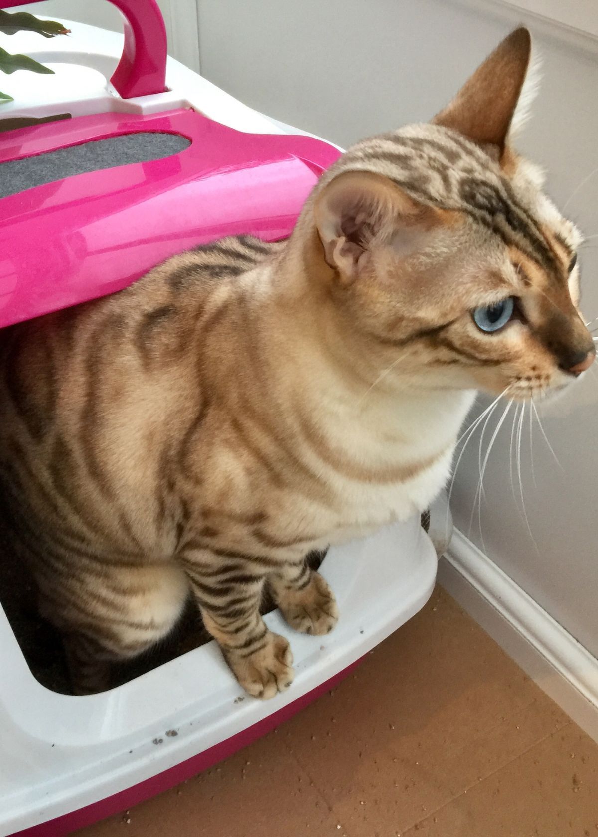 Litter Boxes for Cat Carriers