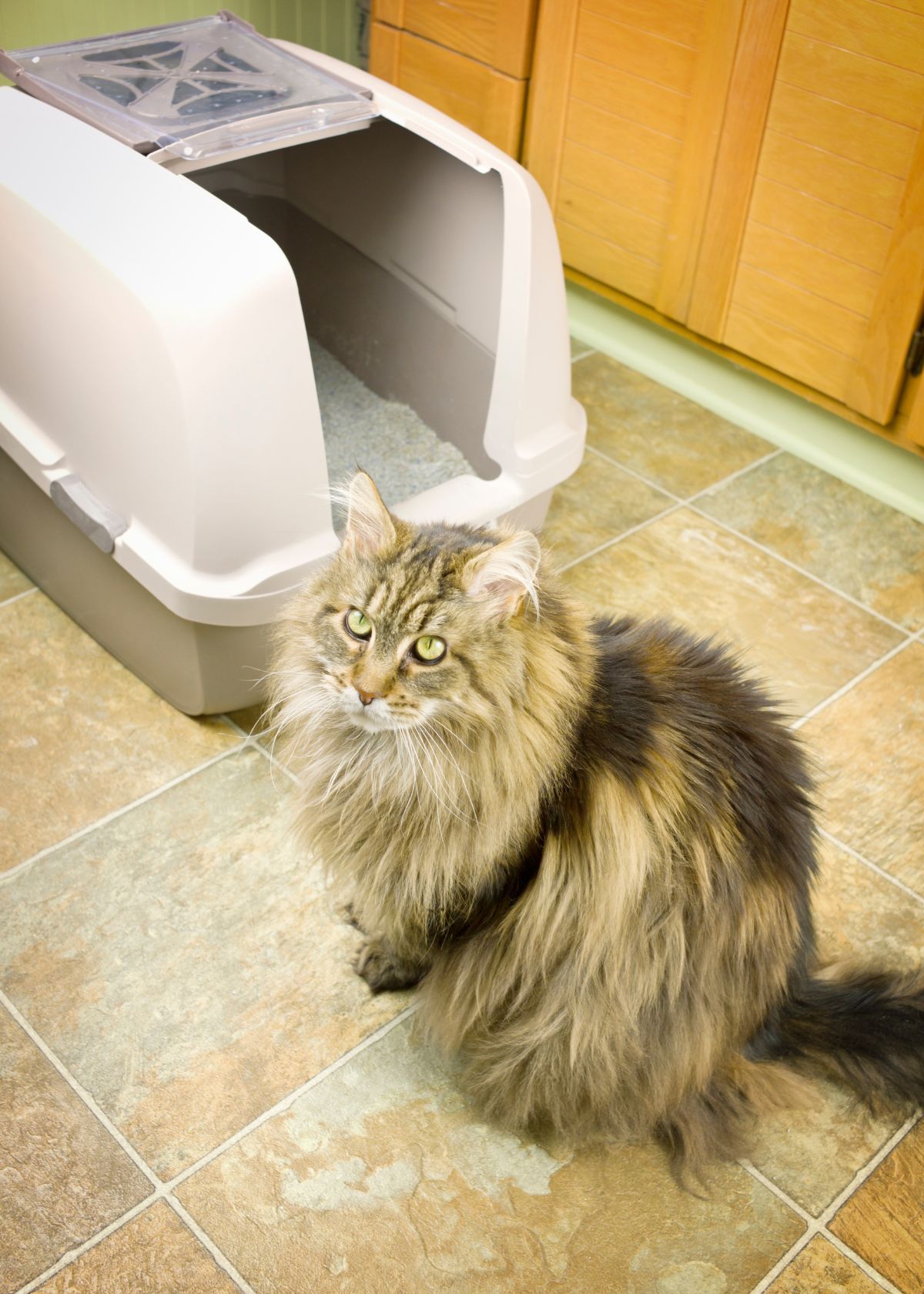 7 Reasons to Buy the Best Litter Box for Your Cat Carrier Today!