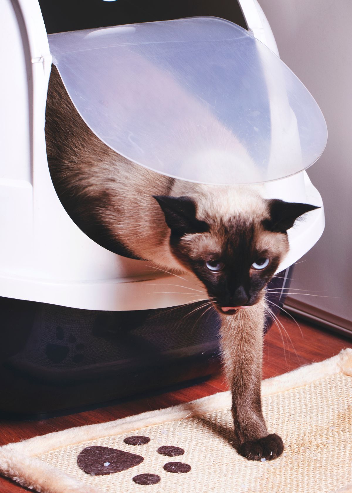 Everything You Need to Know About Buying Cat Litter Boxes on Amazon!