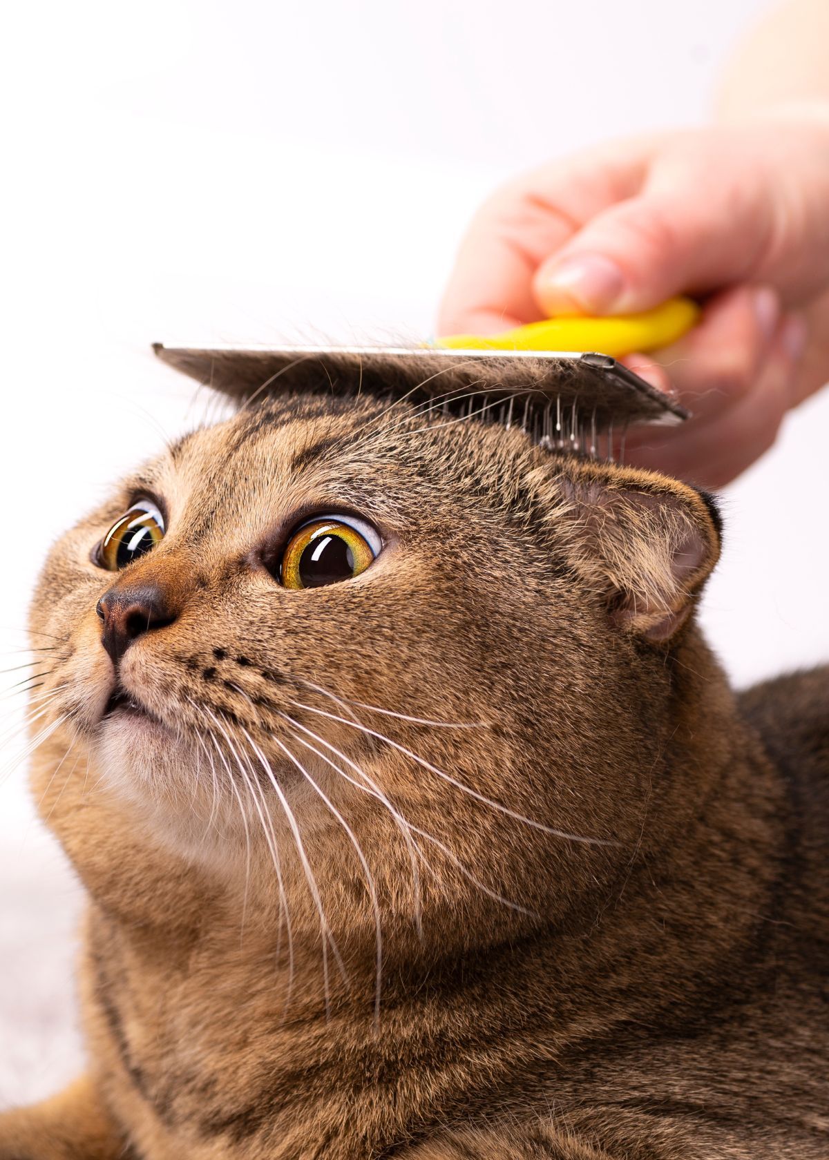 Flea Brush/Comb for Cats