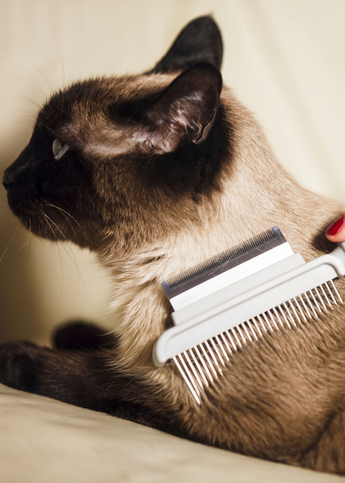 Flea Comb/Brush For Cats