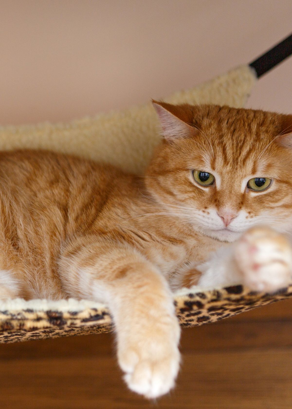 Pamper Your Feline With a Cat Wall Hammock From Amazon!