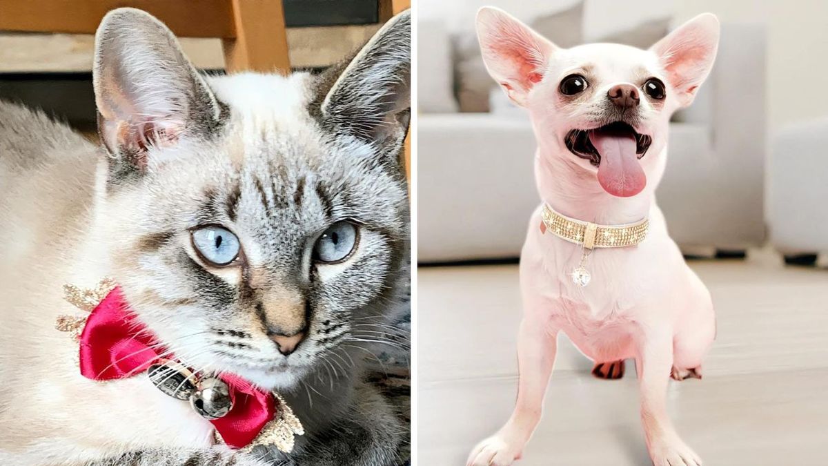 Best Luxury Cat Collar