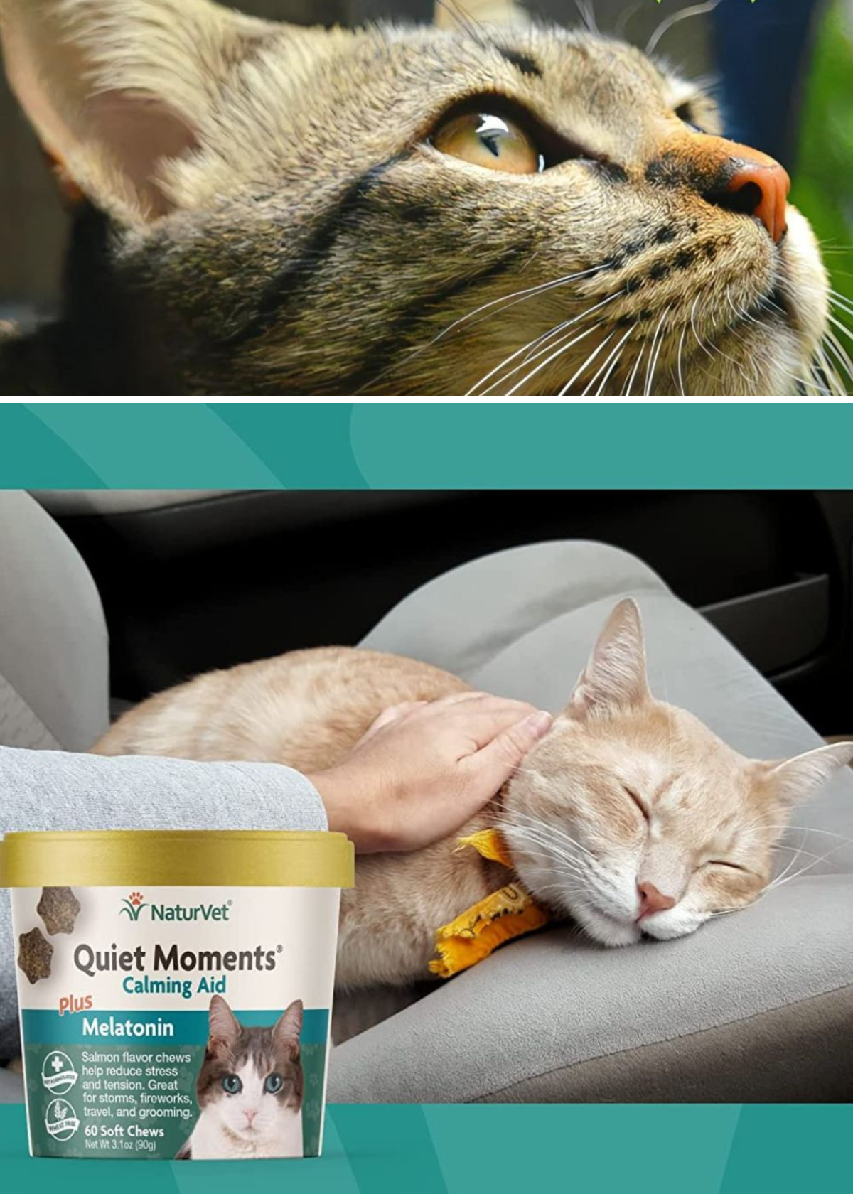 Best Melatonin Cat Treats