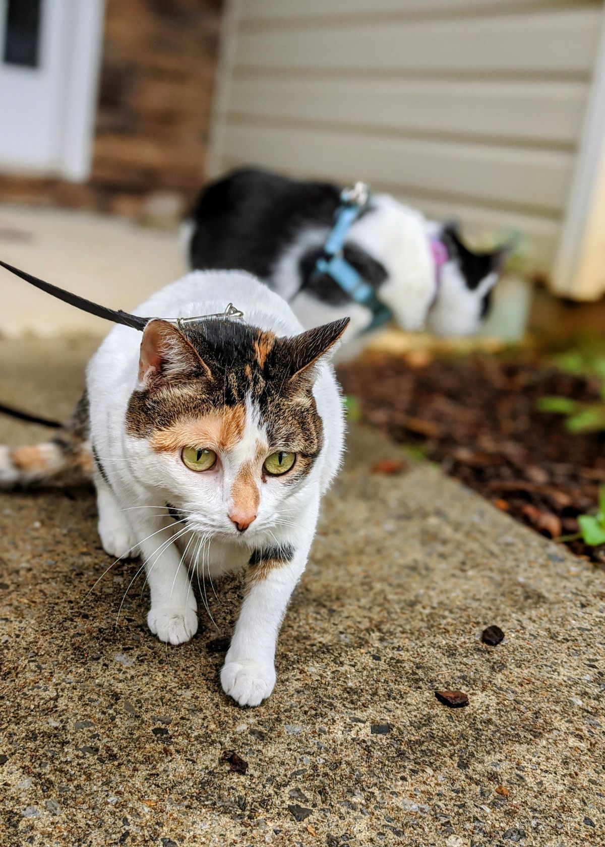 Retractable Cat Leashes