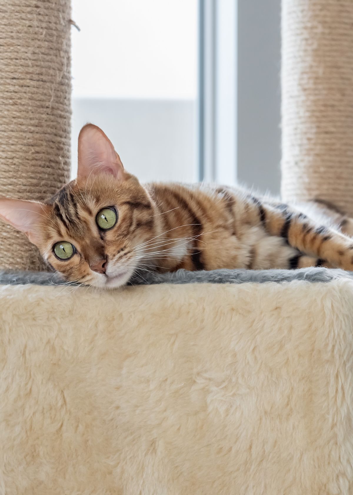 Protect Your Furniture with a Cat Bed Scratcher from Amazon!