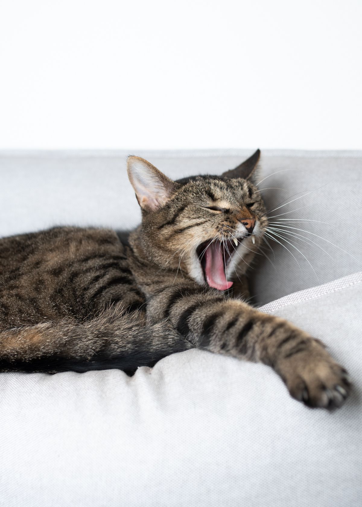 A Look at the Latest Trend for Cat Parents Everywhere: the Cat Couch Bed!