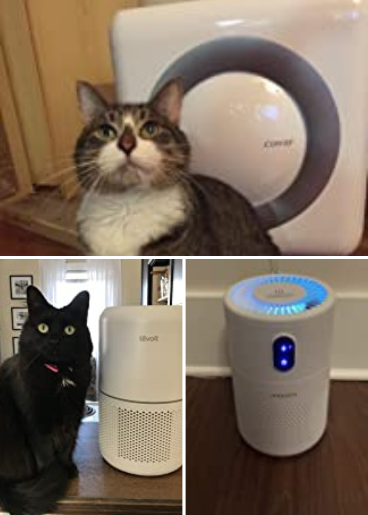 Best Air Purifiers for Cat Litter