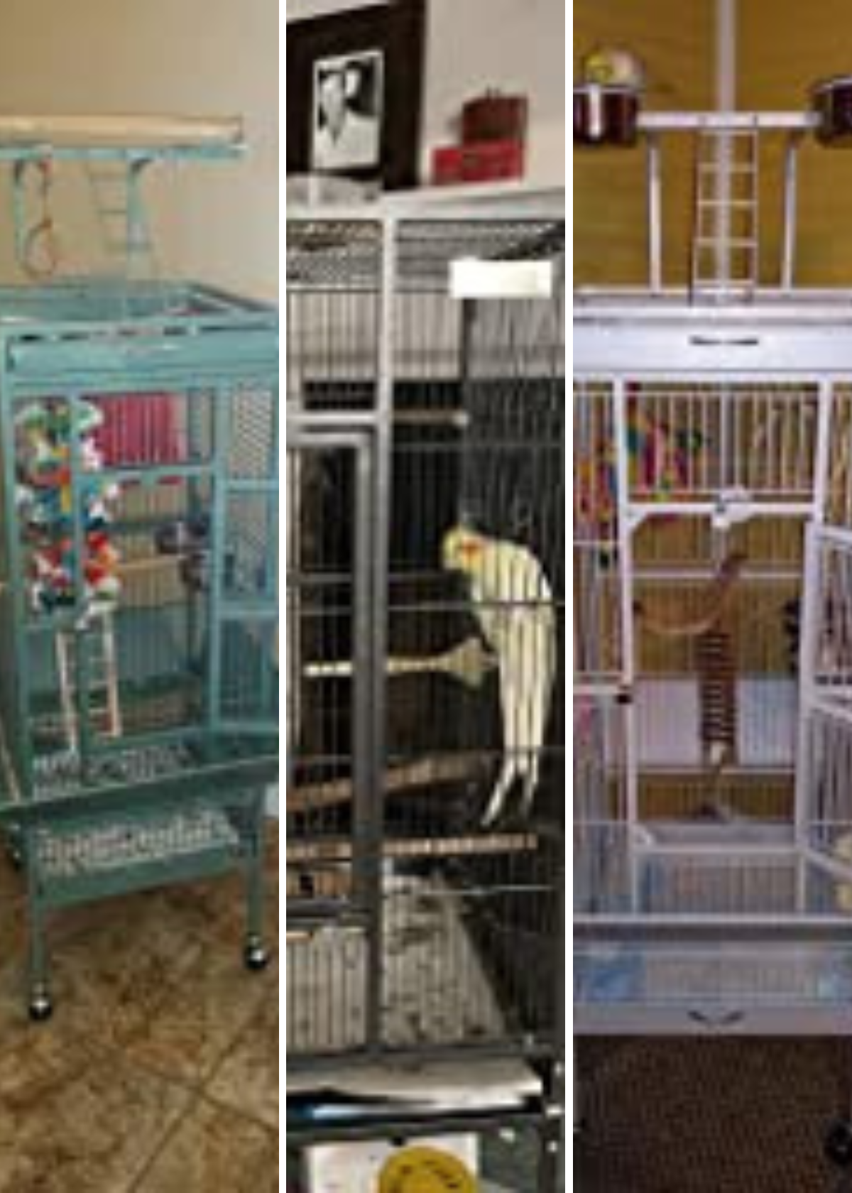 Best Bird Cages