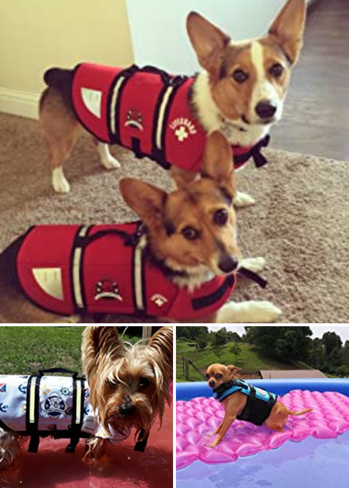 4 of the Best Dog Life Jackets: Keeping Your Pooch Above Water!