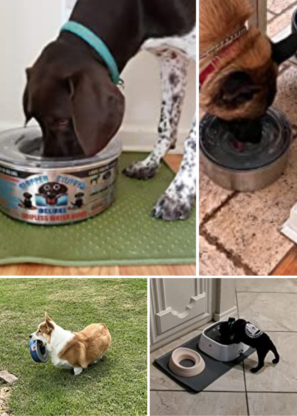 Reviewing 6 Spill-Proof Dog Bowls: Which One Will Keep Your Floors Spotless?