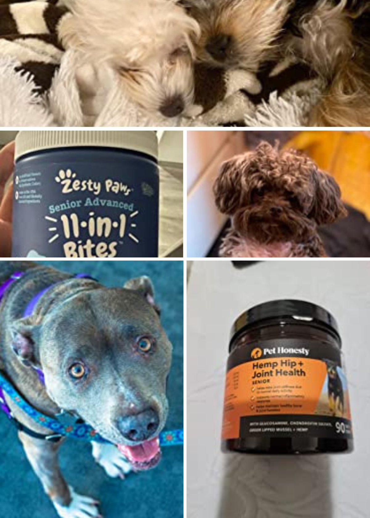 Vitally Important: A Review of the Best 5 Vitamins for Senior Dogs!