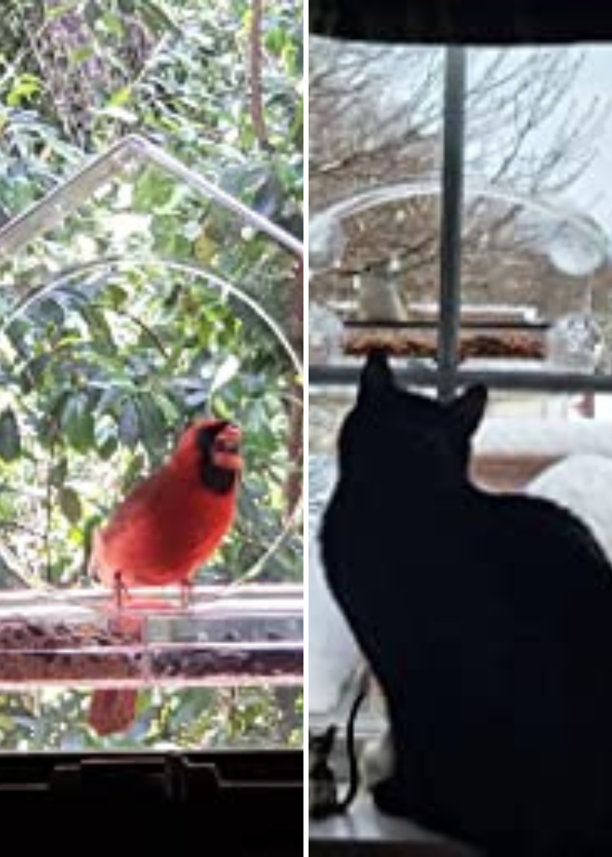 Best Window Bird Feeders