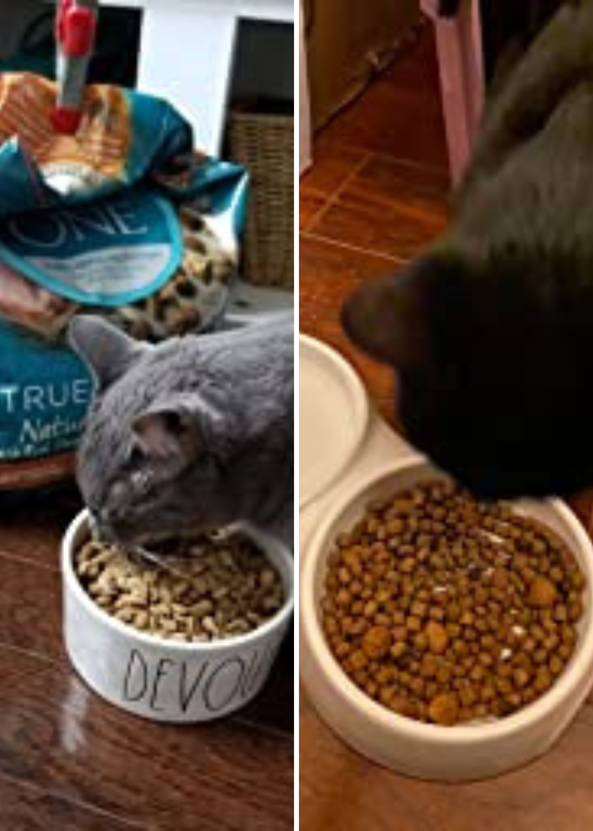 best highest protein dry cat food