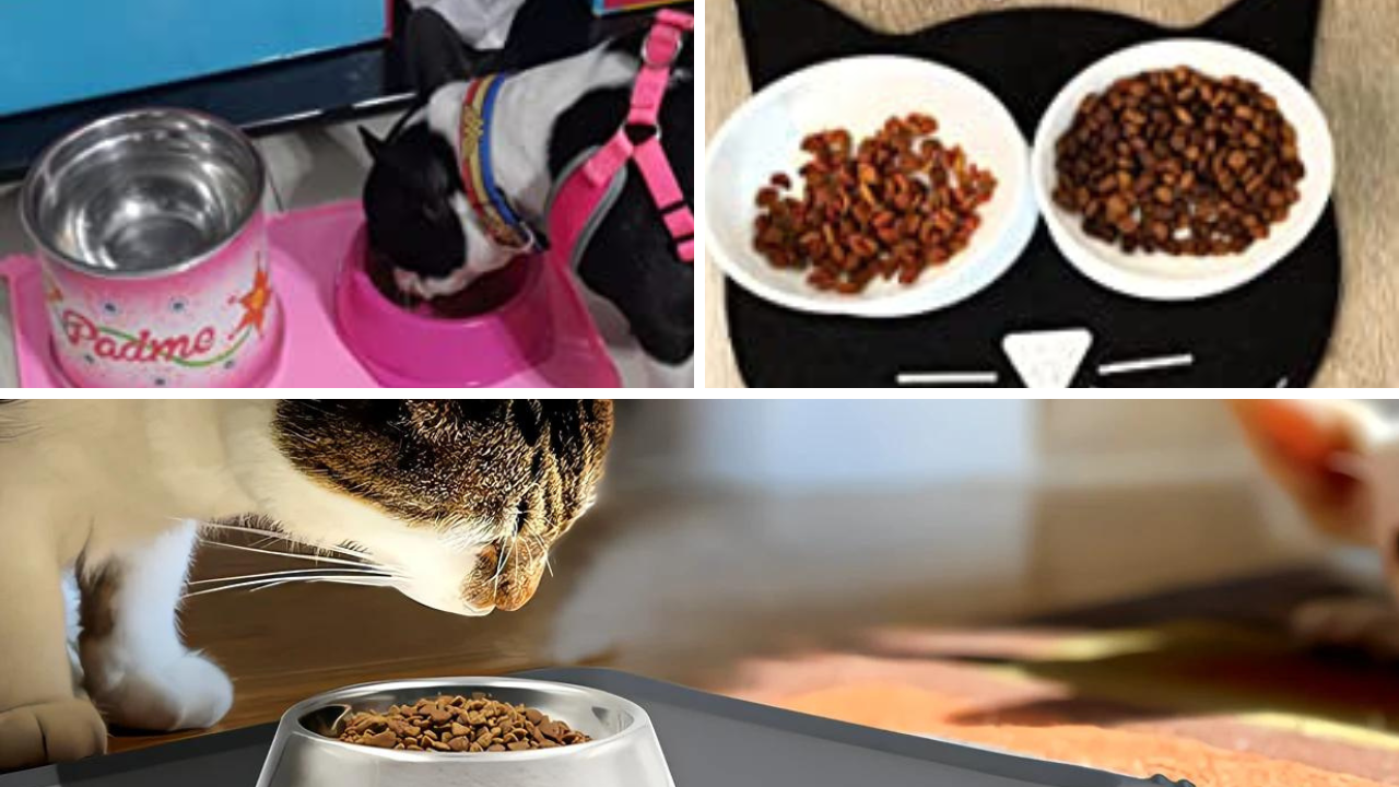 9 Best Cat Food Mats Reviewed: Put a Stop to Kitty Messes!