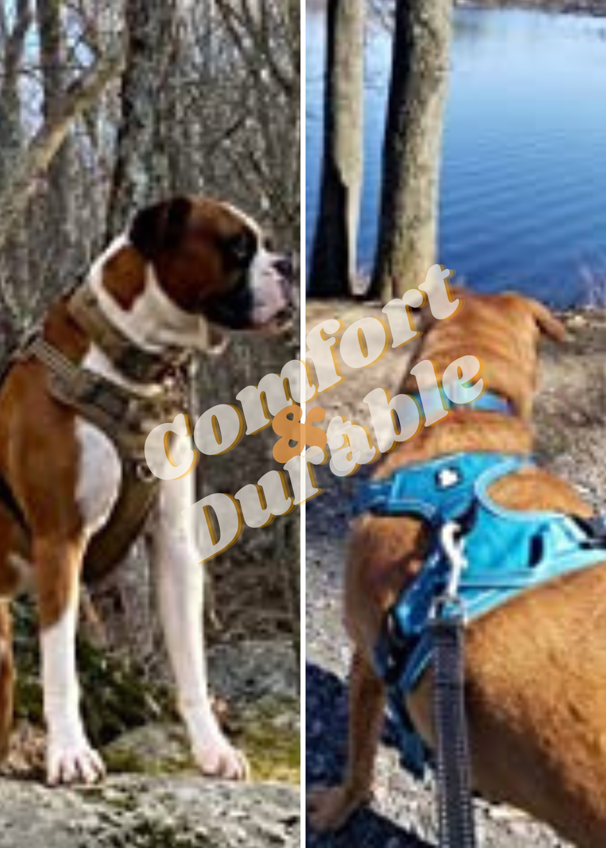 Best Harness for Boxer Dogs