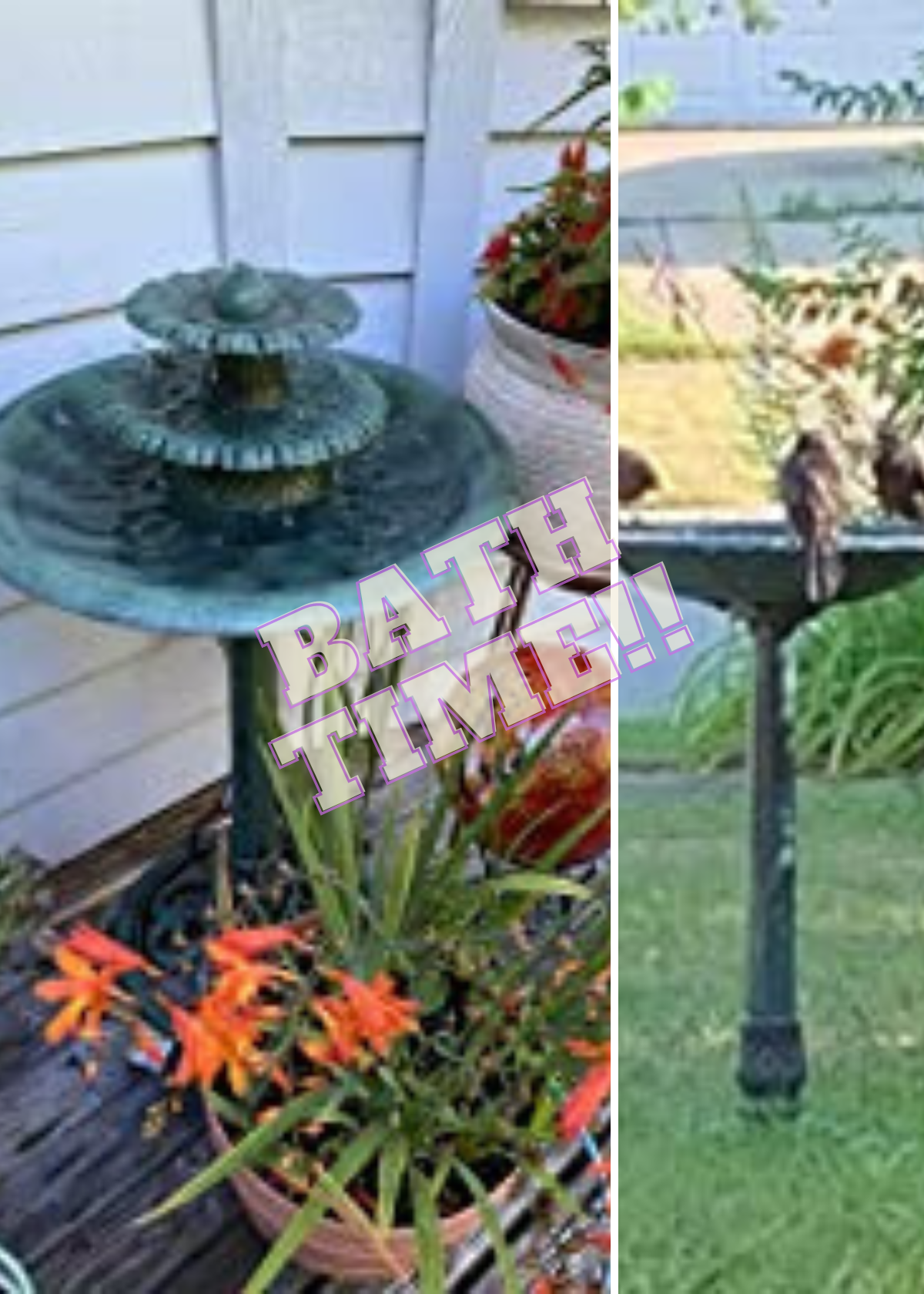 Best Bird Bath For Outdoors