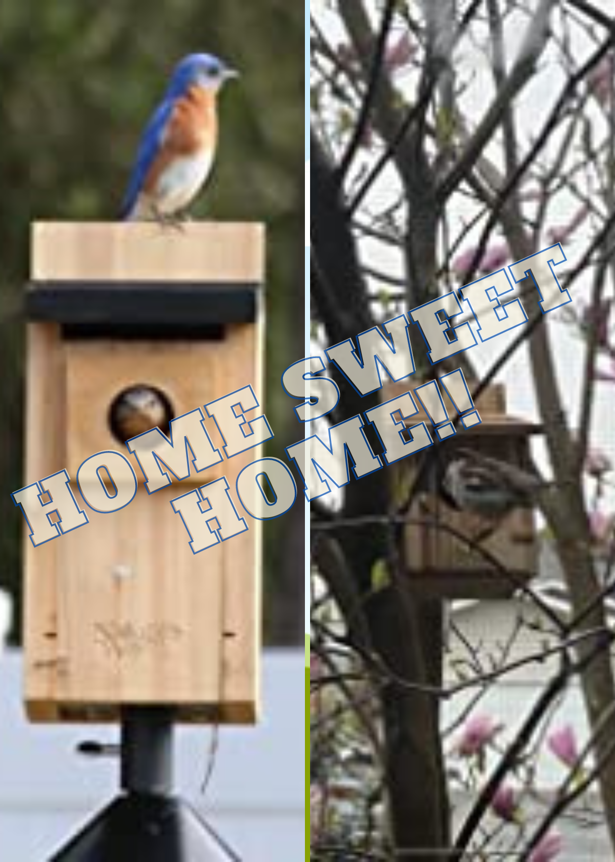 Best Bird House For Outside