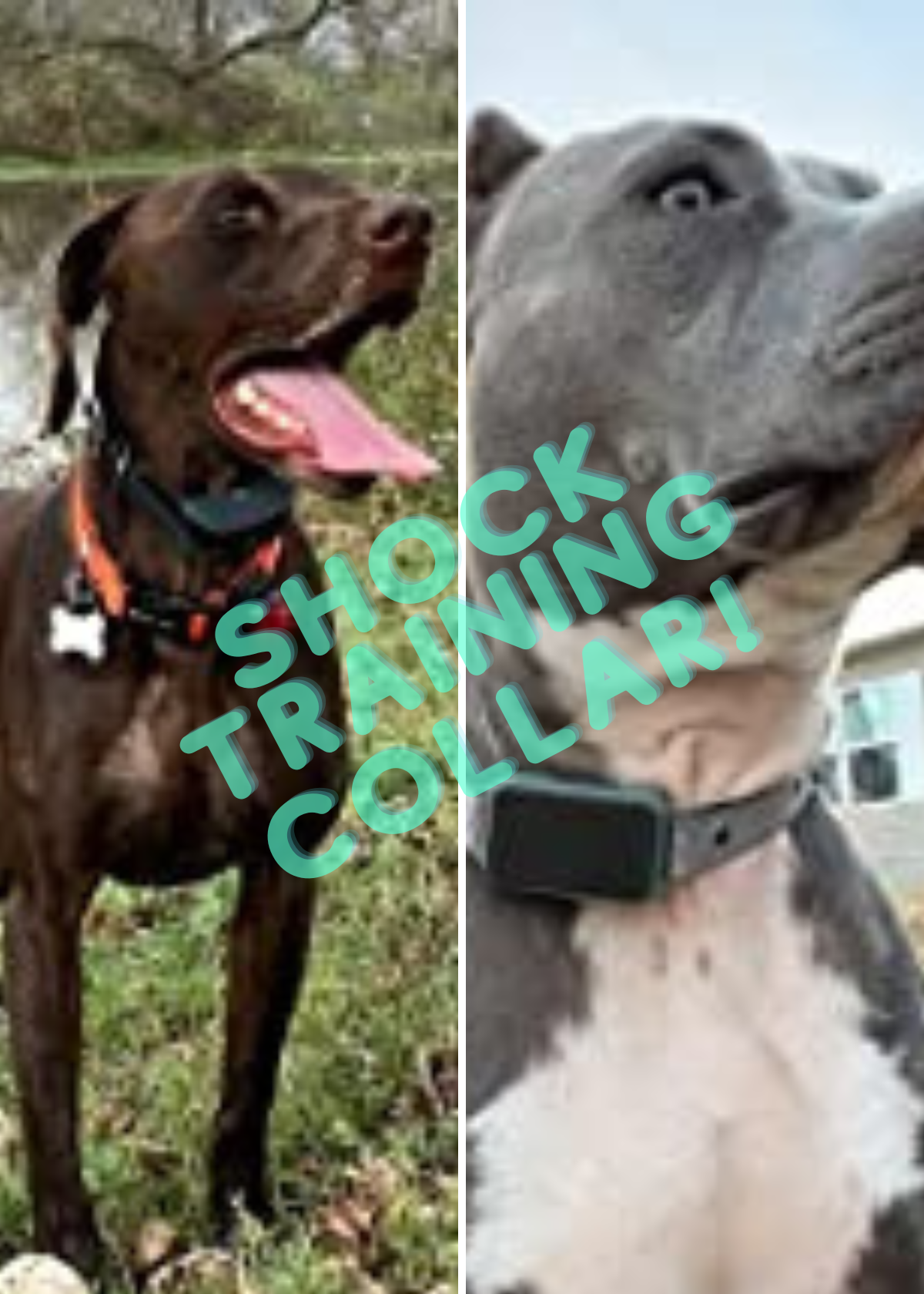 Best Shock Collar For Stubborn Dogs