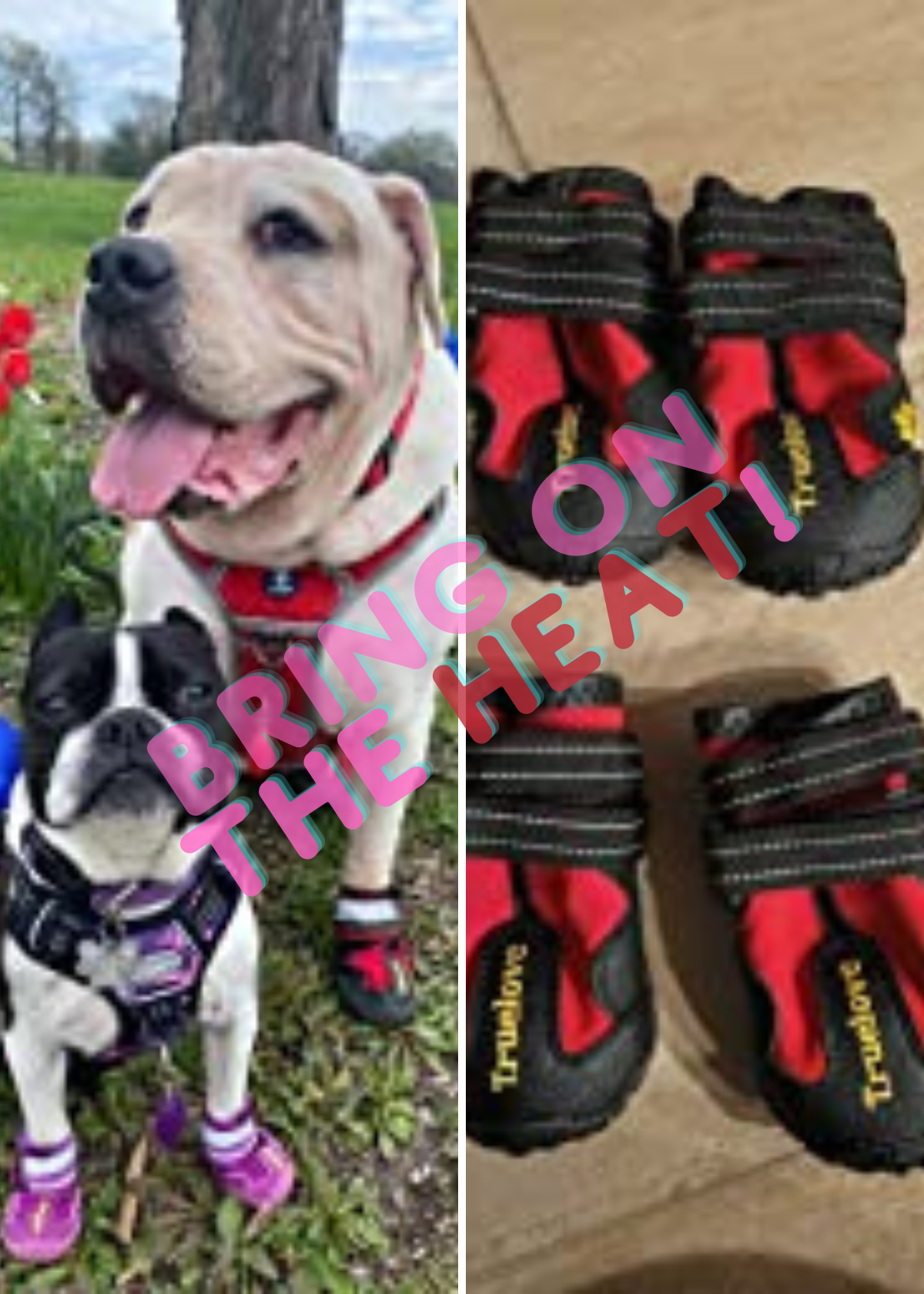 best dog booties for hot pavement