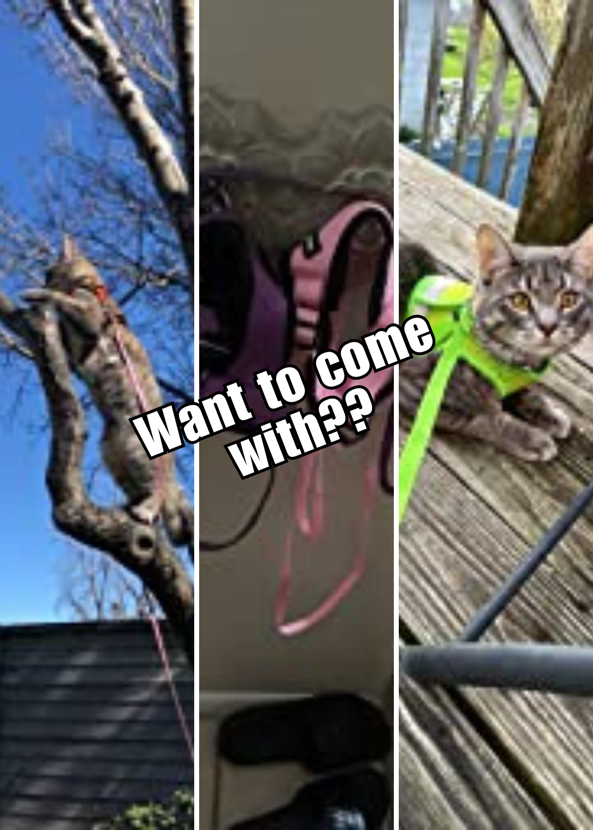 Best Cat Harness and Leash Sets