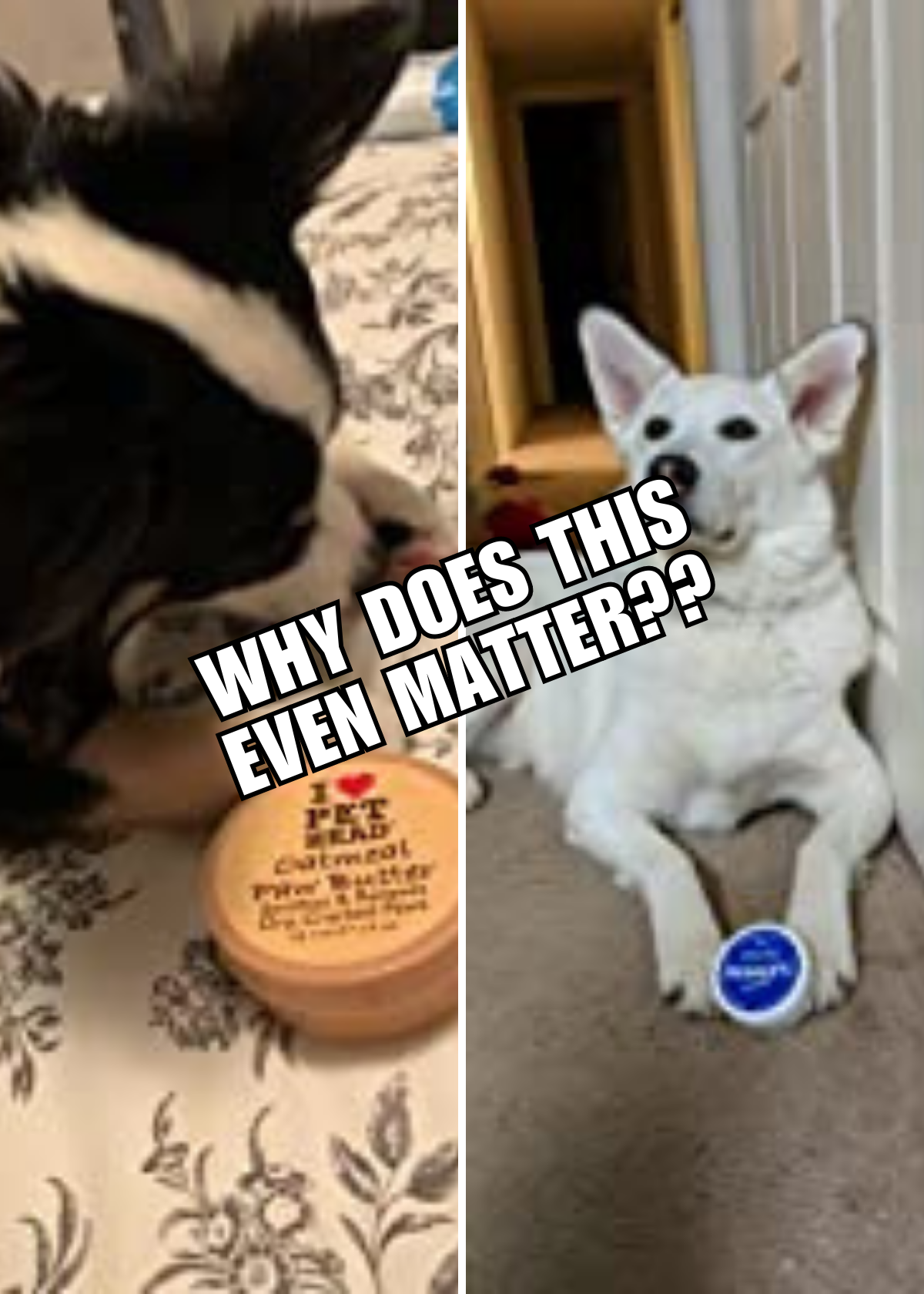 Best Paw Balms For Dogs