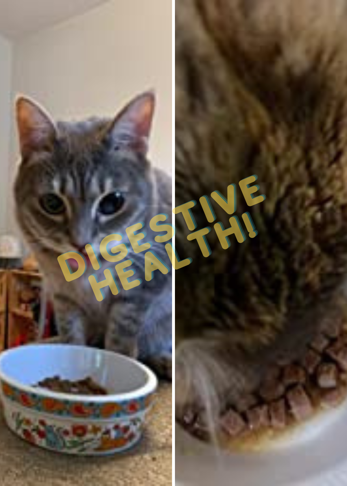 Cat-astrophic! We Review 5 Wet Cat Foods For Sensitive Stomachs!
