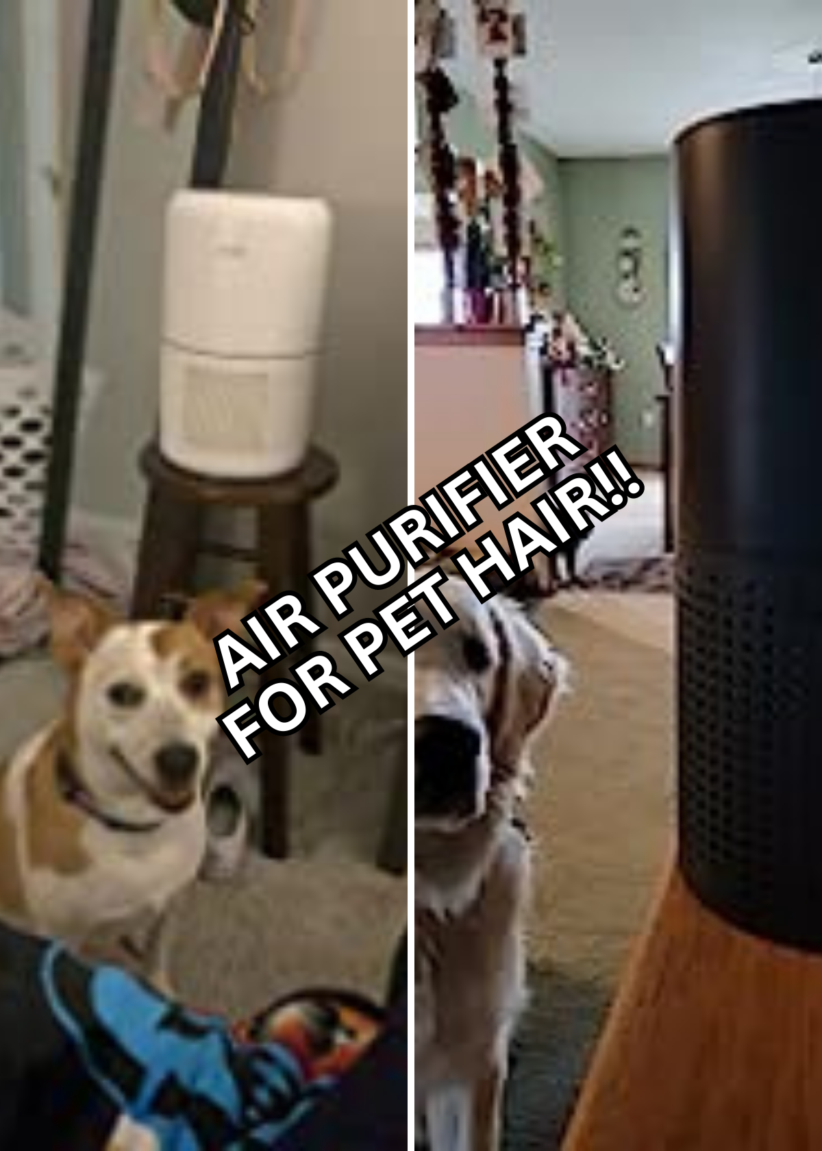 6 of the Best Air Purifiers for Pet Hair Removal: Purified Breath of Fresh Fur!