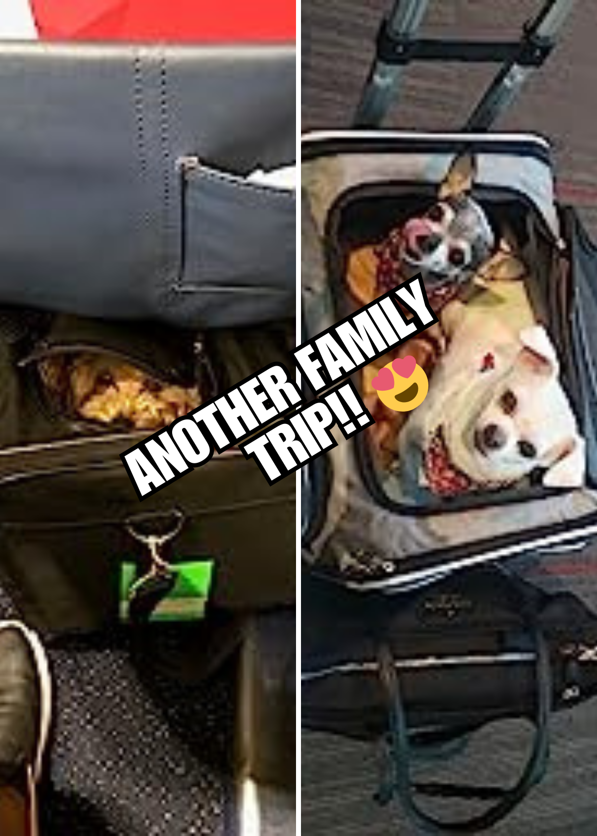 Best Airplane Pet Carriers With Wheels