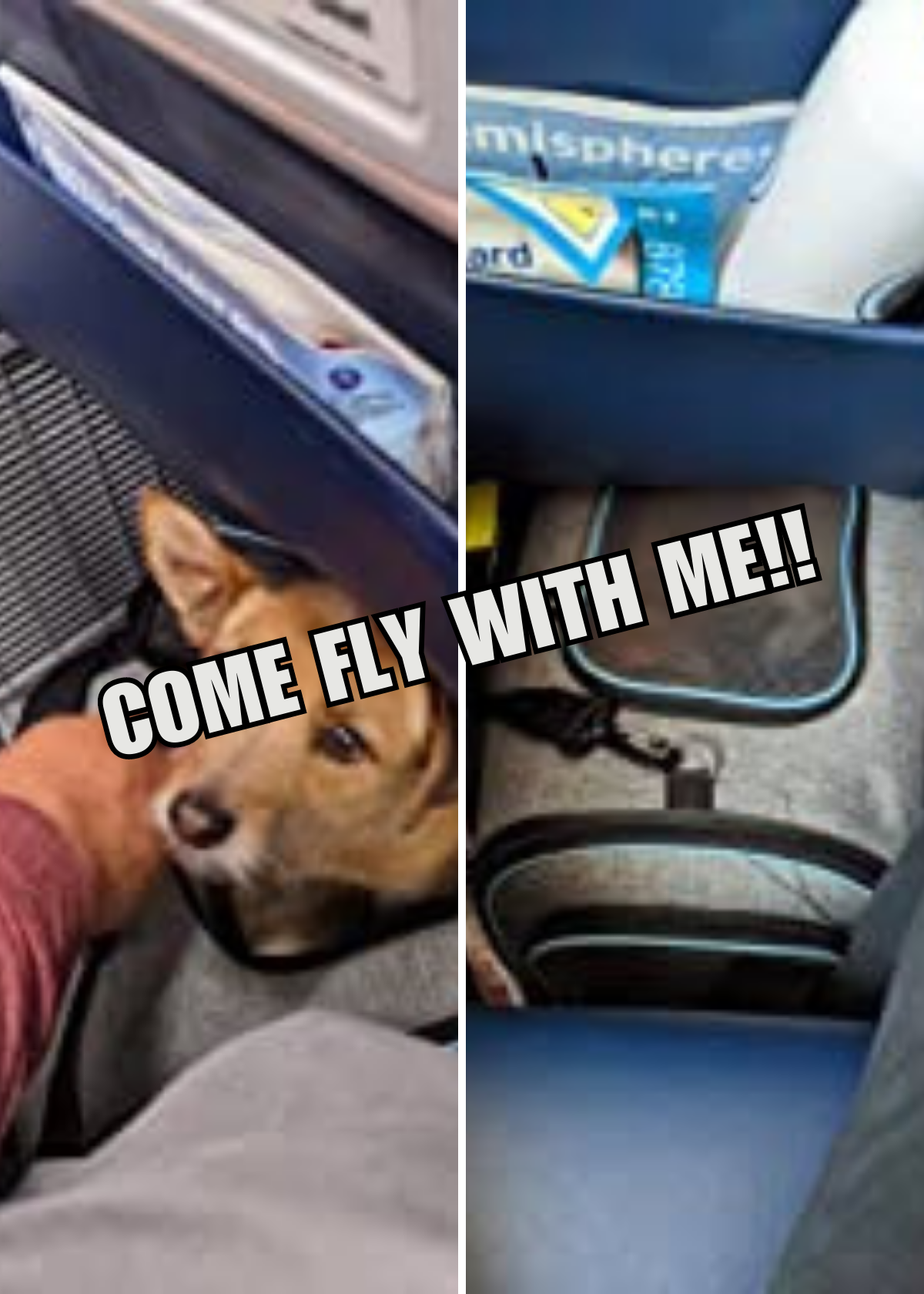 Best Airplane Pet Carriers