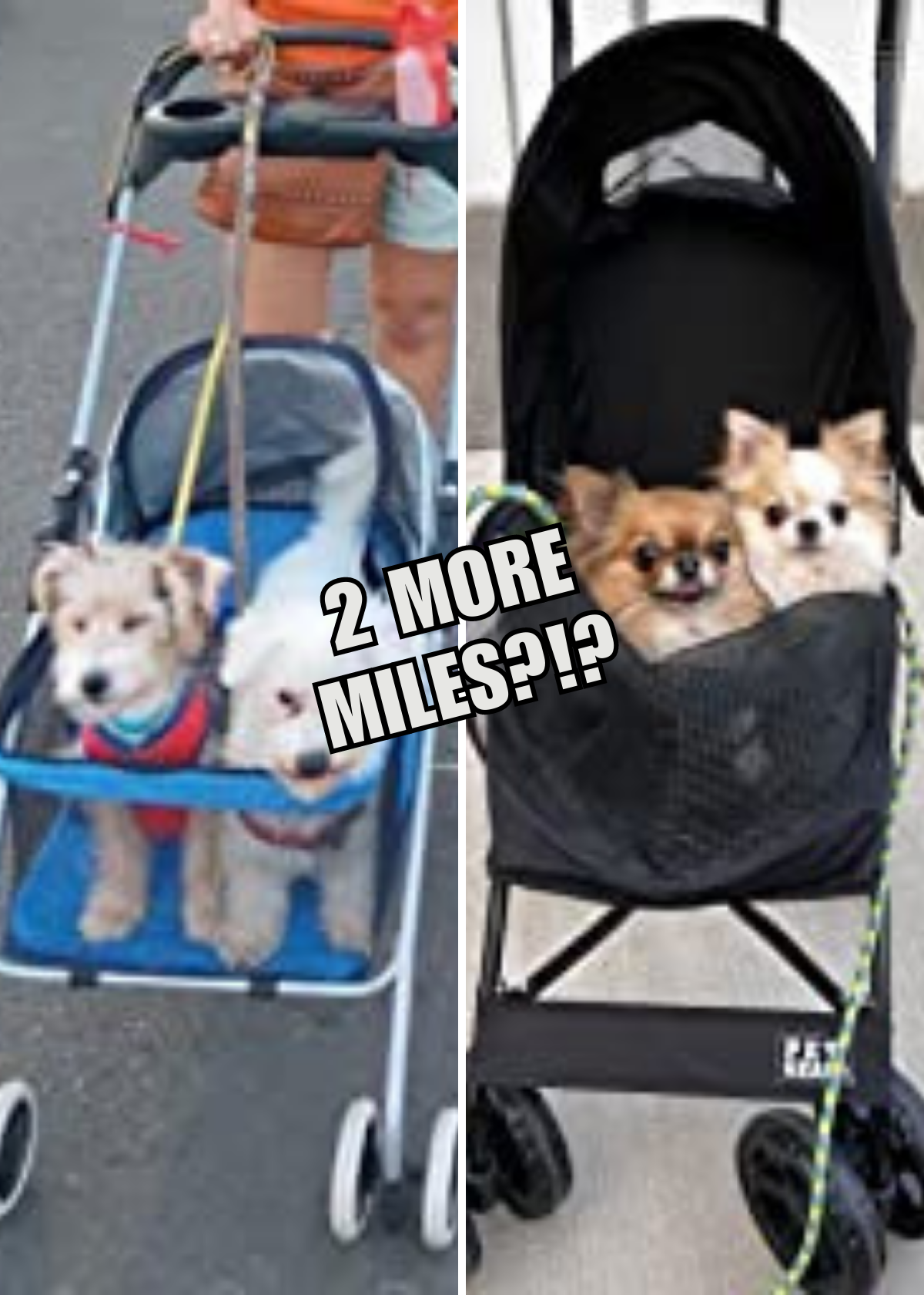 Dog Strollers For Small Dogs